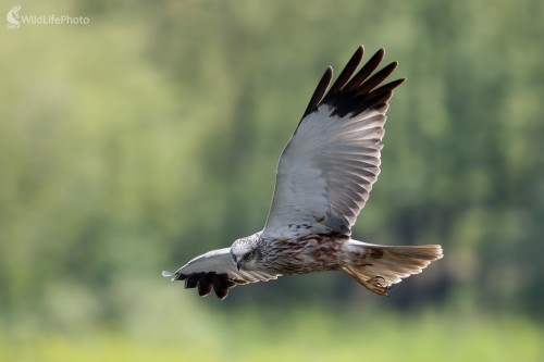 Kaňa močiarna (Circus aeruginosus ), Martin Šabík