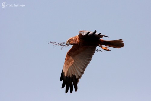 Kaňa močiarna (Circus aeruginosus ), Martin Šabík