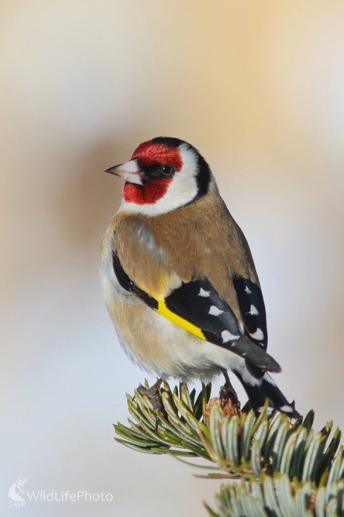 Stehlík, Vladimír Michalec