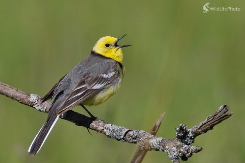 Trasochvost žltohlavý, Vladimír Michalec