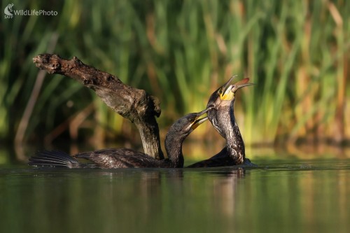 Kormorán velký (Phalacrocorax carbo), Martin Šabík