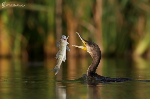 Kormorán velký (Phalacrocorax carbo), Martin Šabík