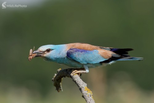 - Krakľa belasá (Coracias garrulus), Martin Šabík