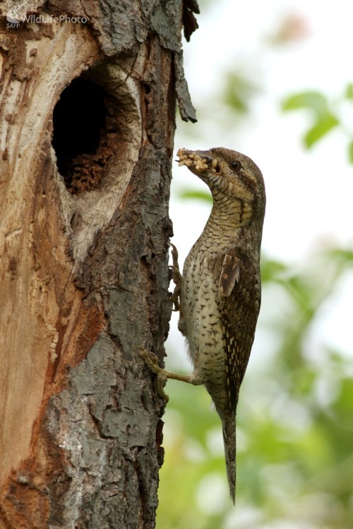  Krutohlav hnedý (Jynx torquilla), Martin Šabík