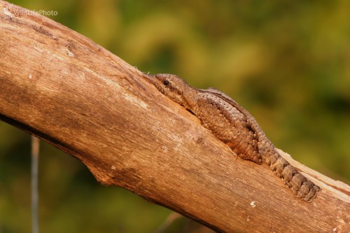 Krutohlav hnedý (Jynx torquilla), Martin Šabík