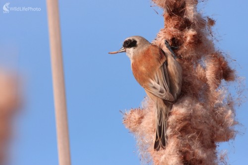  Kúdelníčka lužná (Remiz pendulinus), Martin Šabík
