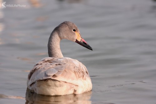 Labuť malá (Cygnus columbianus), Martin Šabík