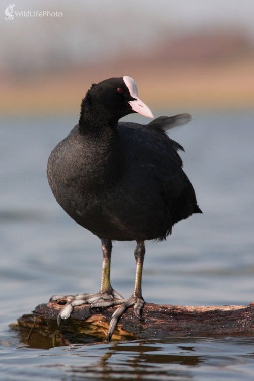 Lyska čierna (Fulica atra), Martin Šabík