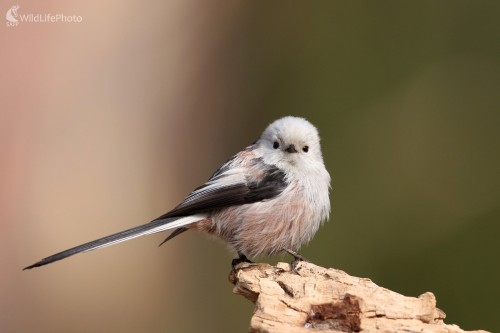 Mlynárka dlhochvostá (Aegithalos caudatus), Martin Šabík