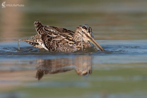 Močiarnica mekotavá (Gallinago gallinago), Martin Šabík