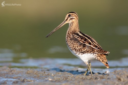 Močiarnica mekotavá (Gallinago gallinago), Martin Šabík