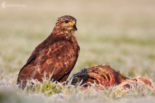Myšiak lesný (Buteo buteo), Martin Šabík