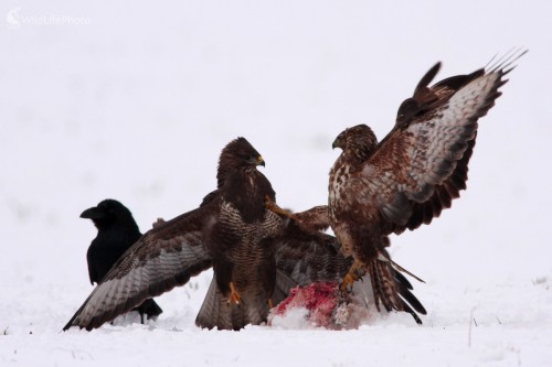 Myšiak lesný (Buteo buteo), Martin Šabík