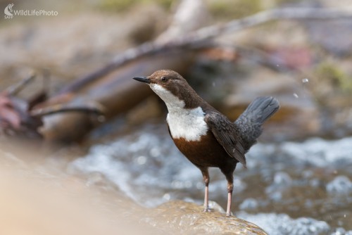 Vodnár, Ľubomír Ondráško
