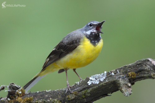 Trasochvost horský (Motacilla cinerea), Vladimír Michalec