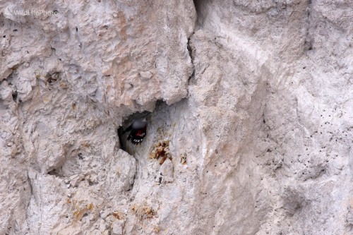  Murárik červenokrídly (Tichodroma muraria), Martin Šabík