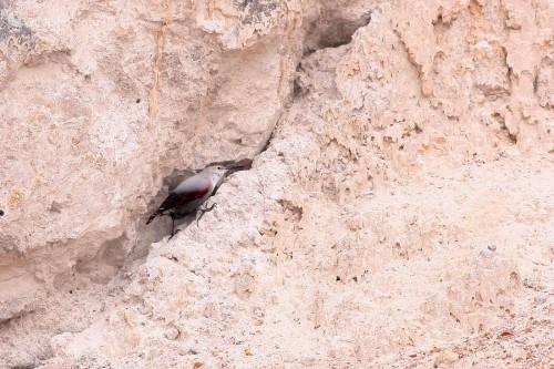 Murárik červenokrídly (Tichodroma muraria), Martin Šabík