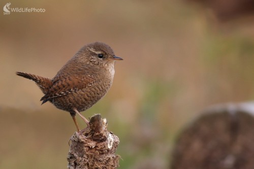 Oriešok hnedý (Troglodytes troglodytes), Martin Šabík