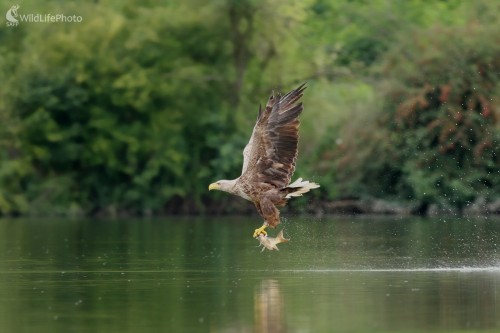 Orliak morský (Haliaeetus albicilla), Martin Šabík