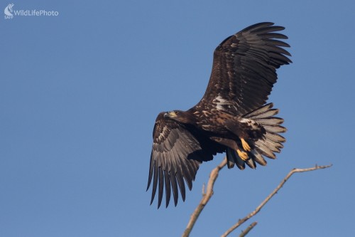 Orliak morský (Haliaeetus albicilla), Martin Šabík