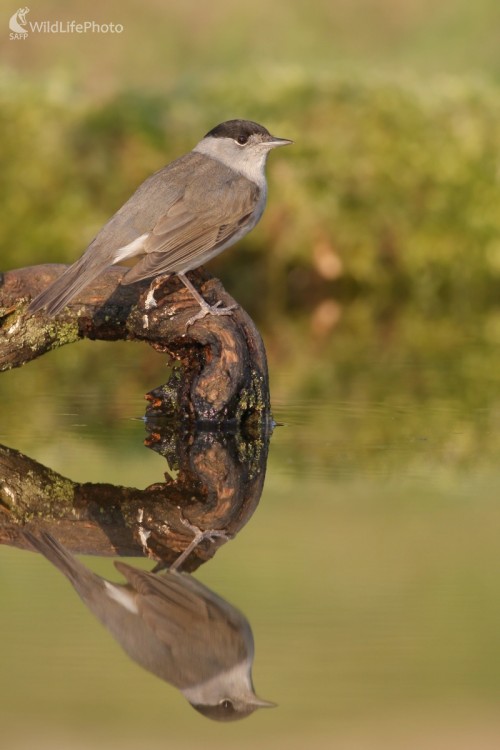 Penica čiernohlavá (Sylvia atricapilla), Martin Šabík