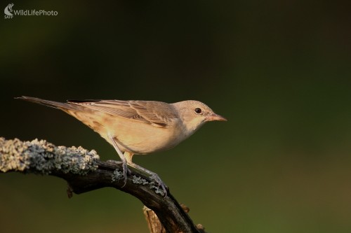 Penica jarabá (Sylvia nisoria), Martin Šabík