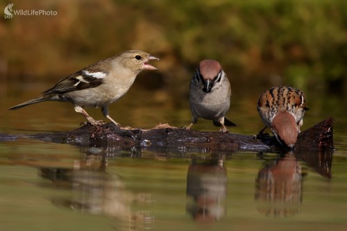 Pinka lesná (Fringilla coelebs) , Martin Šabík