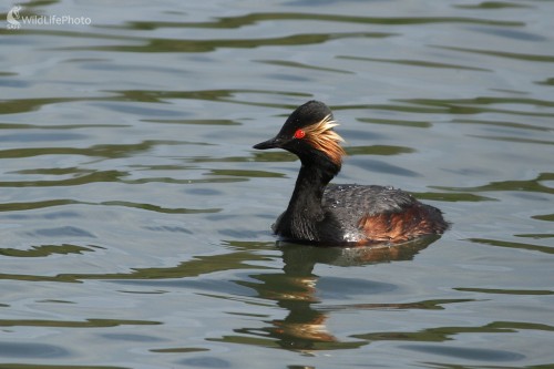 Potápka čiernokrká (Podiceps nigricollis), Martin Šabík