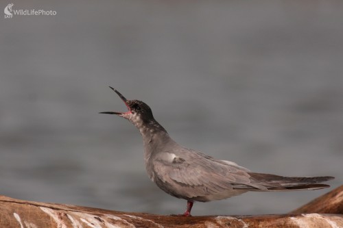 Čorík čierny (Chlidonias niger), Martin Šabík