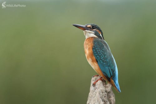 Rybárik riečny (Alcedo atthis), Martin Šabík