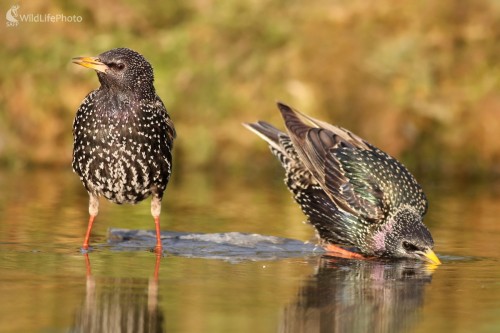 Škorec lesklý ( Sturnus vulgaris), Martin Šabík