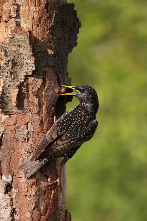 Škorec lesklý ( Sturnus vulgaris), Martin Šabík