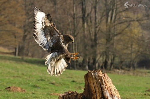Presný myšiak, Maroš Detko