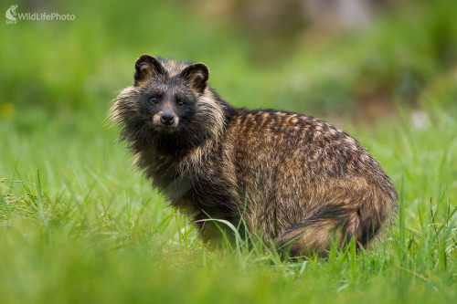 Nyctereutes procyonoides, Ladislav Dzivjak