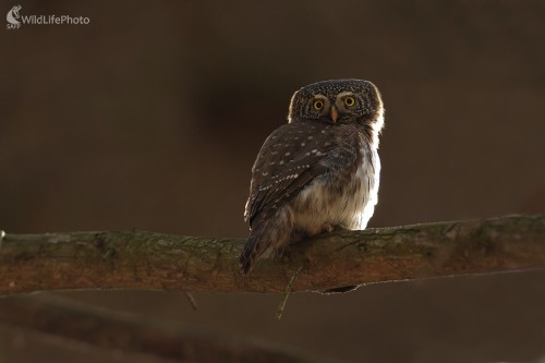 Keď sa končí deň, Ľubomír Ondráško