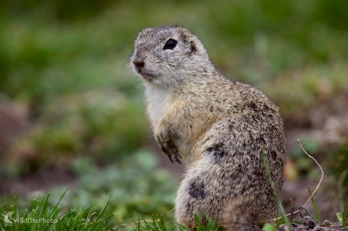 Syseľ pasienkový / Spermophilus citellus /, Ivan Kochan