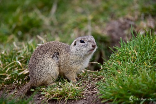 Syseľ pasienkový / Spermophilus citellus /, Ivan Kochan