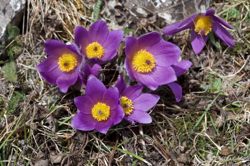 Poniklec slovenský / Pulsatilla slavica /, Ivan Kochan