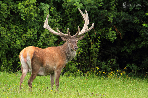 lykáč, Peter Jurík